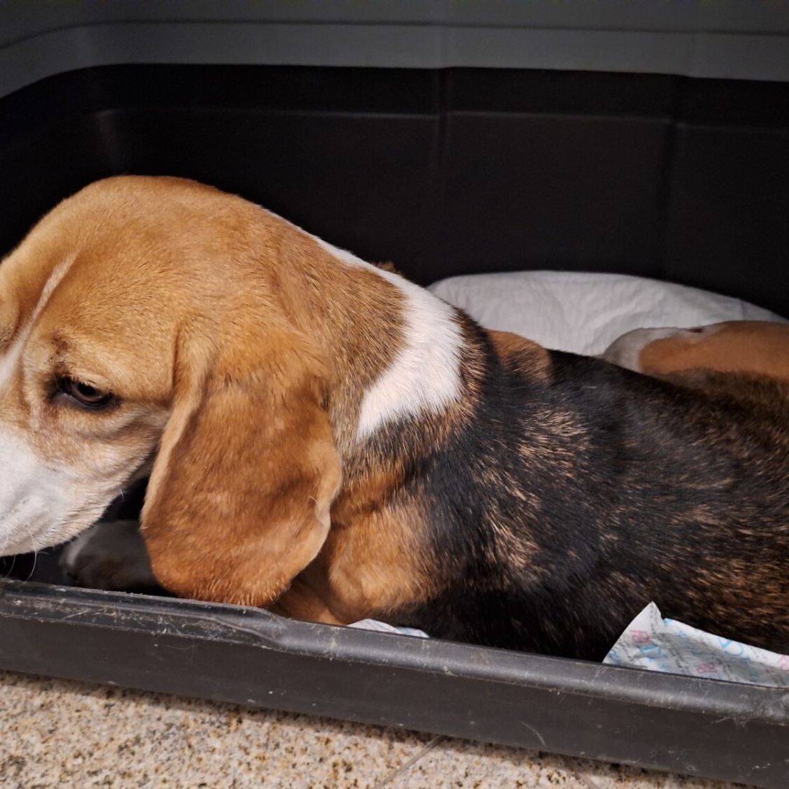 Beagle odpoczywa w trakcie rekonwalescencji