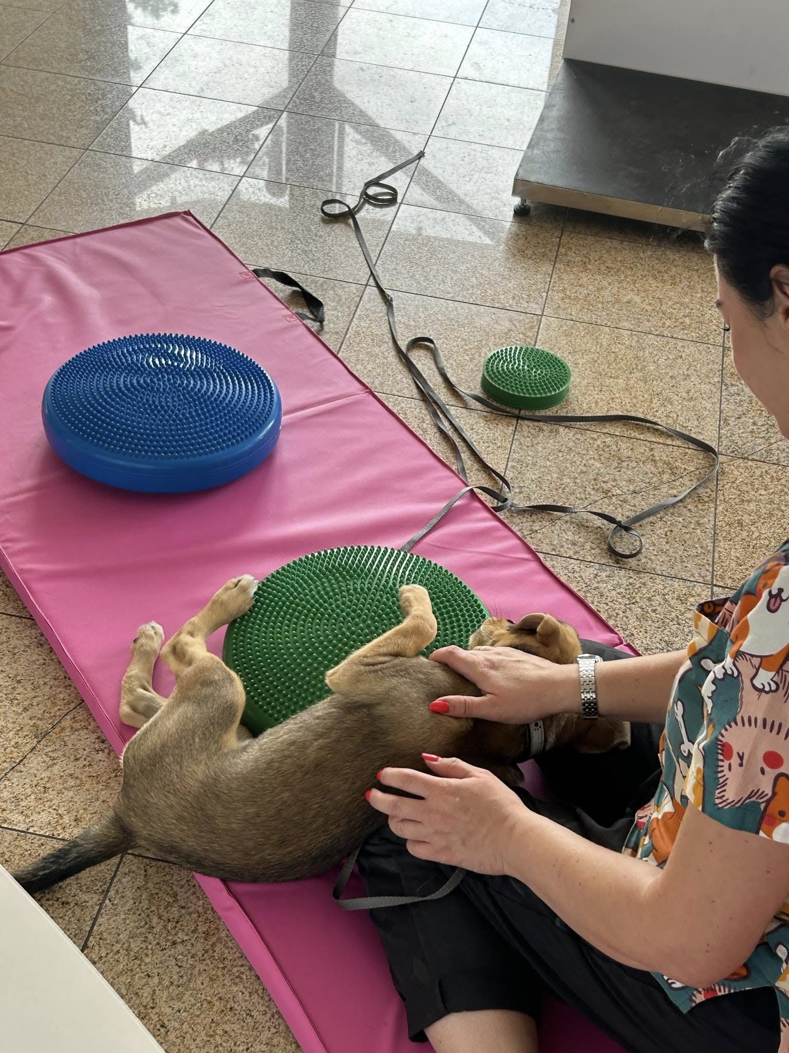 Rehabilitacja psa na dysku do ćwiczeń równowagi